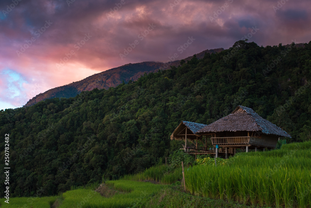 Rice terraces, rice stalks, rice terraces, rice plant, Mountains in northern Thailand