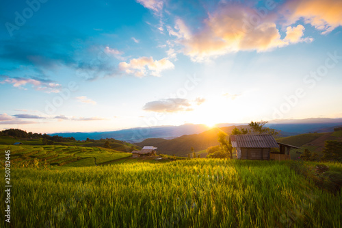 Rice terraces, rice stalks, rice terraces, rice plant, Mountains in northern Thailand