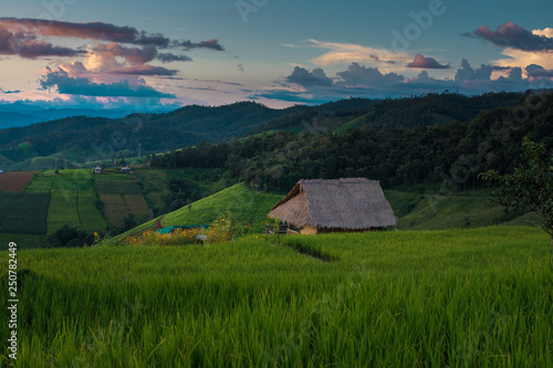 Rice terraces, rice stalks, rice terraces, rice plant, Mountains in northern Thailand