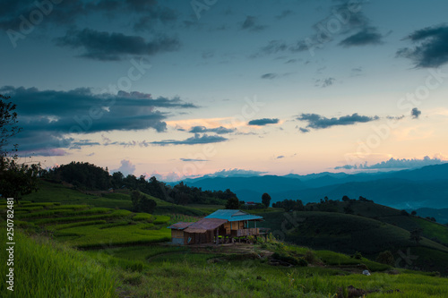 Rice terraces, rice stalks, rice terraces, rice plant, Mountains in northern Thailand