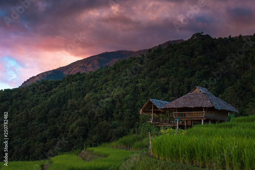 Rice terraces, rice stalks, rice terraces, rice plant, Mountains in northern Thailand