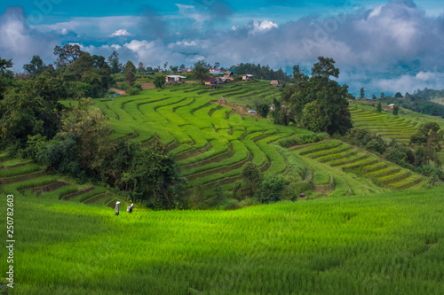 Rice terraces, rice stalks, rice terraces, rice plant, Mountains in northern Thailand