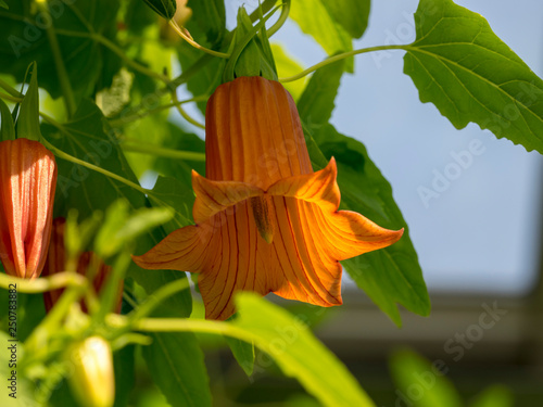 Canarina canariensis - Die Kanaren-enblume. Makro von Große Blüten mit sechs grünen Kelchblättern und orangefarbener Sechsspitzenkrone. photo