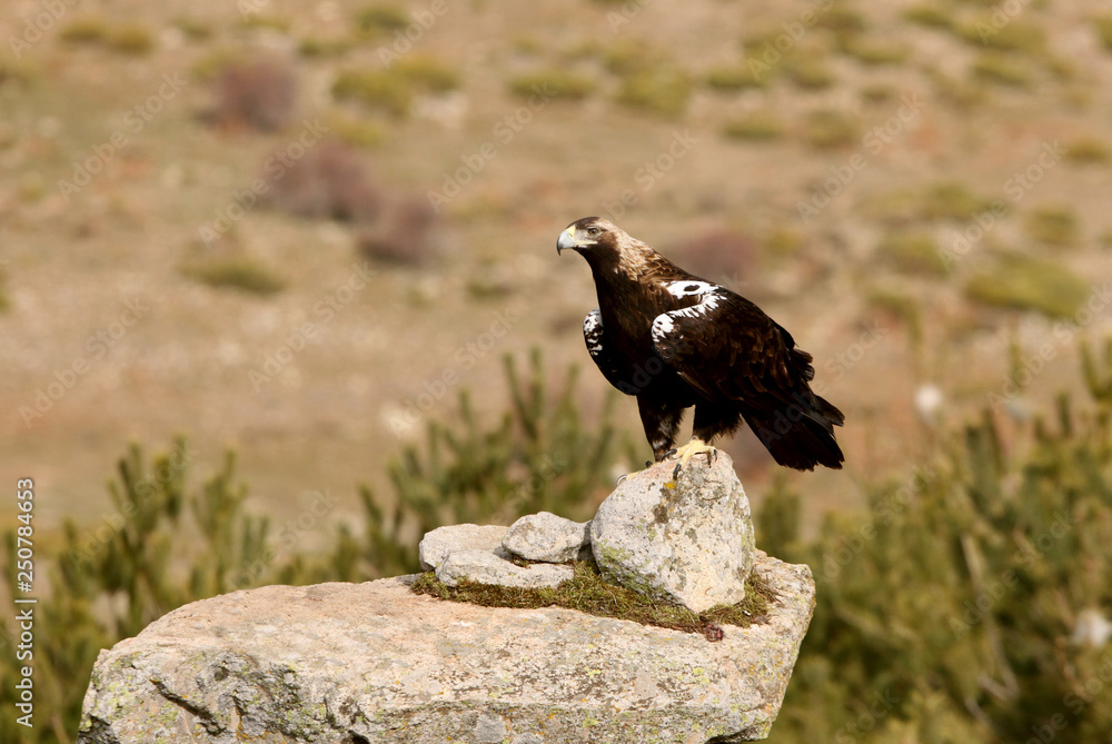 Fototapeta premium Spanish Imperial Eagle. Aquila adalberti