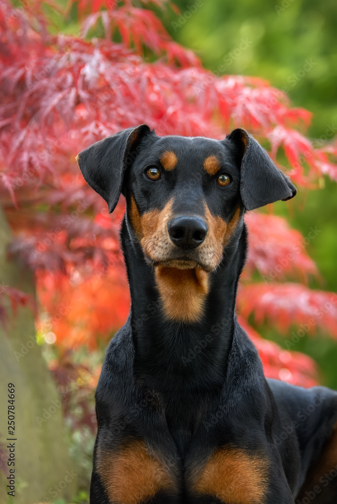 German Pinscher dog male with uncropped ears, portrait in a garden German Pinscher dog male with uncropped ears, portrait in a garden