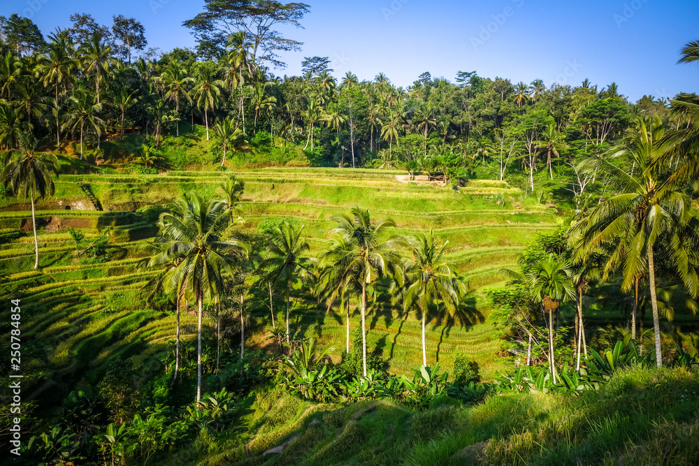 Paddy field rice terraces, ceking, Ubud, Bali, Indonesia