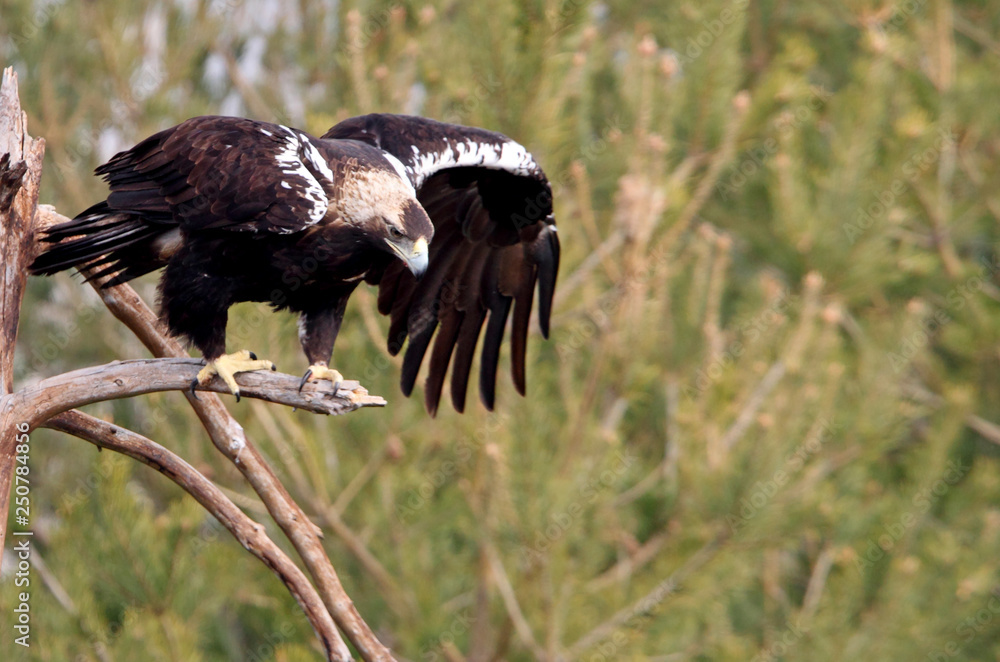 Fototapeta premium Spanish Imperial Eagle. Aquila adalberti