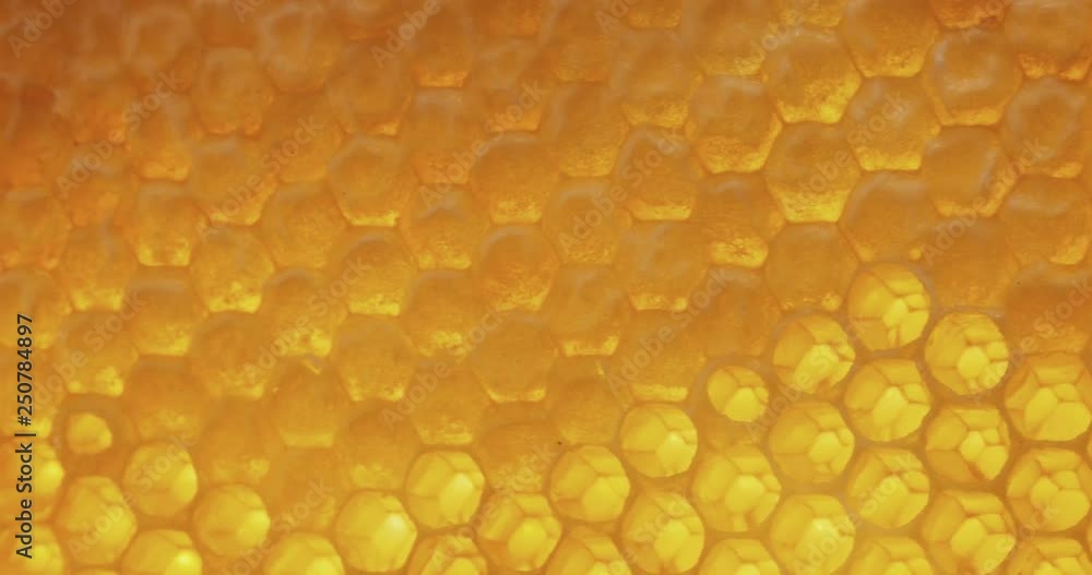 Honey comb macro Honey, bees, apiary. 4K Honey comb macro Honey, bees, apiary. 4K