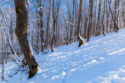 The beauty of the winter fo...