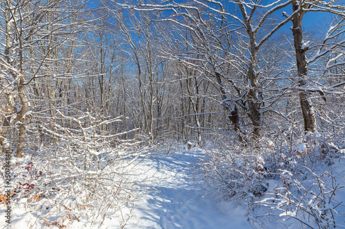 The beauty of the winter fo...