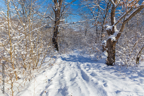 The beauty of the winter fo...
