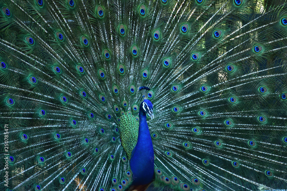 Fototapeta premium The male peacock shows beauty to show off the female.