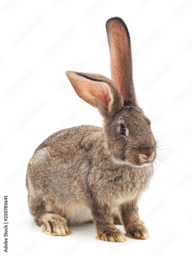 Obraz premium One brown rabbit.