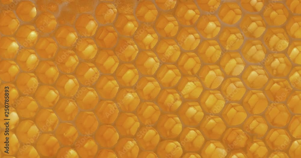 Honey comb macro Honey, bees, apiary. 4K Honey comb macro Honey, bees, apiary. 4K