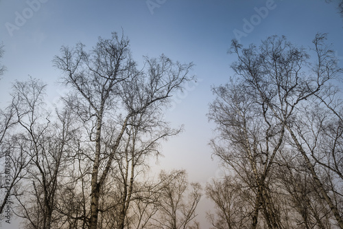 tree in the sky © Стас Ильин