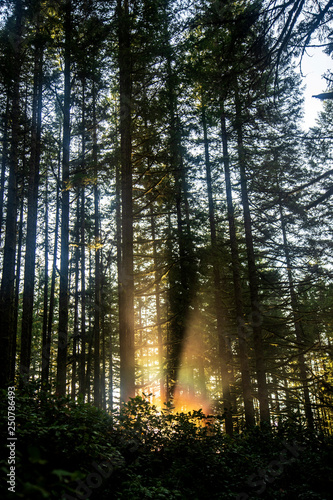 beautiful light comes through the forest