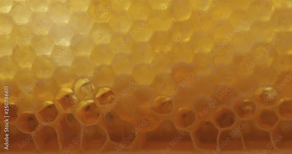 Honey comb macro Honey, bees, apiary. 4K Honey comb macro Honey, bees, apiary. 4K