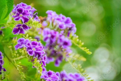 Beautiful purple flower of Duranta erecta or Duranta repens, also known as Golden Dew-Drop, Lilac-flowered Golden Dewdrop, Pigeon Berry, Sky Flower, Brazilian Sky Flower, Kachang Puteh, Forget-Me-Not.