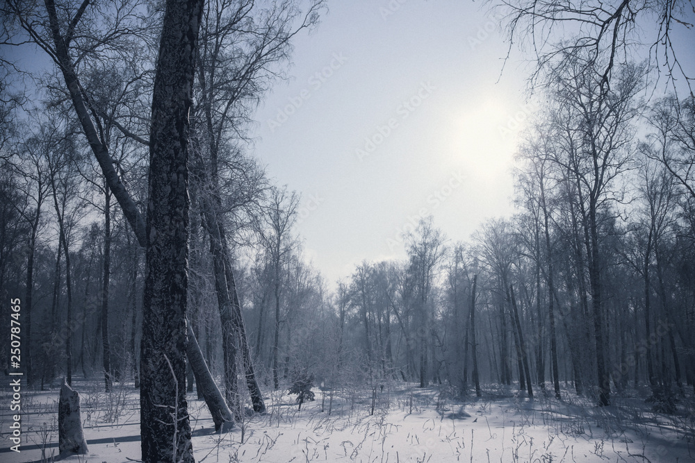 Obraz premium Winter, forest.