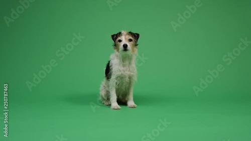 Dog on green screen background 4K - pet, puppy, animal