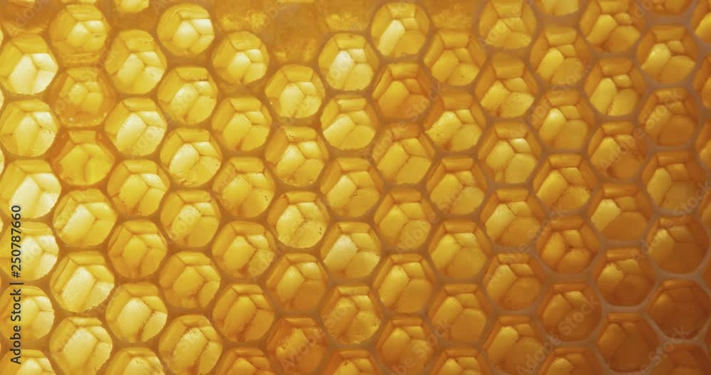 Honey comb macro Honey, bees, apiary. 4K Honey comb macro Honey, bees, apiary. 4K