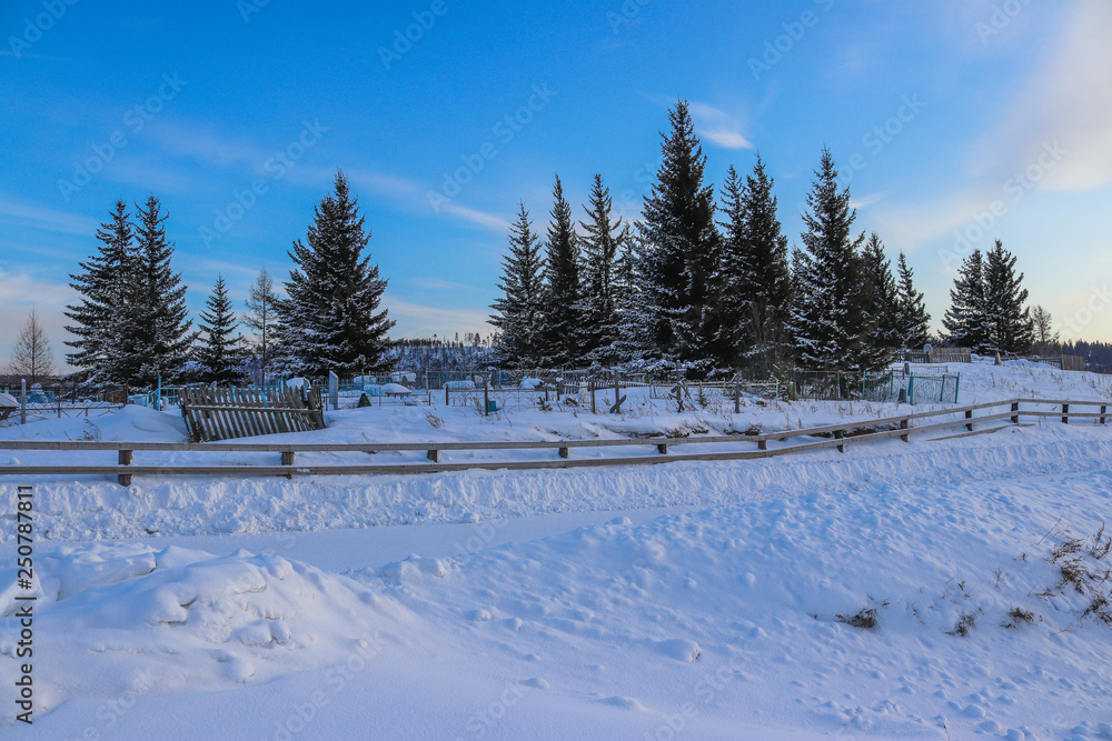 Fototapeta premium winter in the forest
