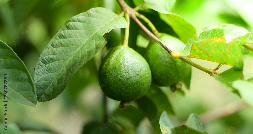 guava fruit on the tree in the tropical  fruit garden