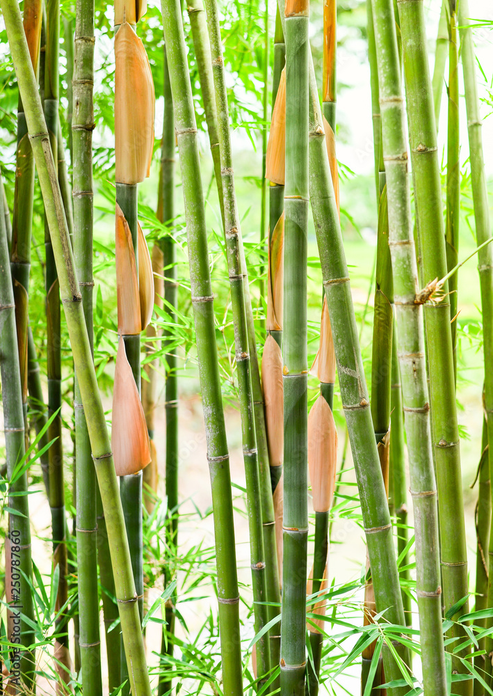 Fototapeta premium Fresh bamboo trees in the jungle bamboo forest