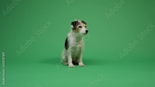 Dog on green screen background 4K - pet, puppy, animal
