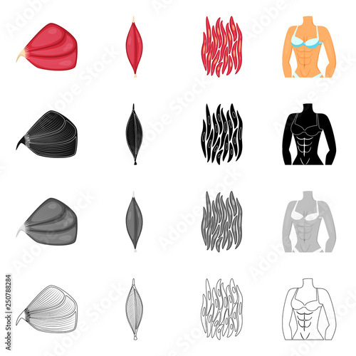 Vector design of fiber and muscular symbol. Set of fiber and body  stock symbol for web.