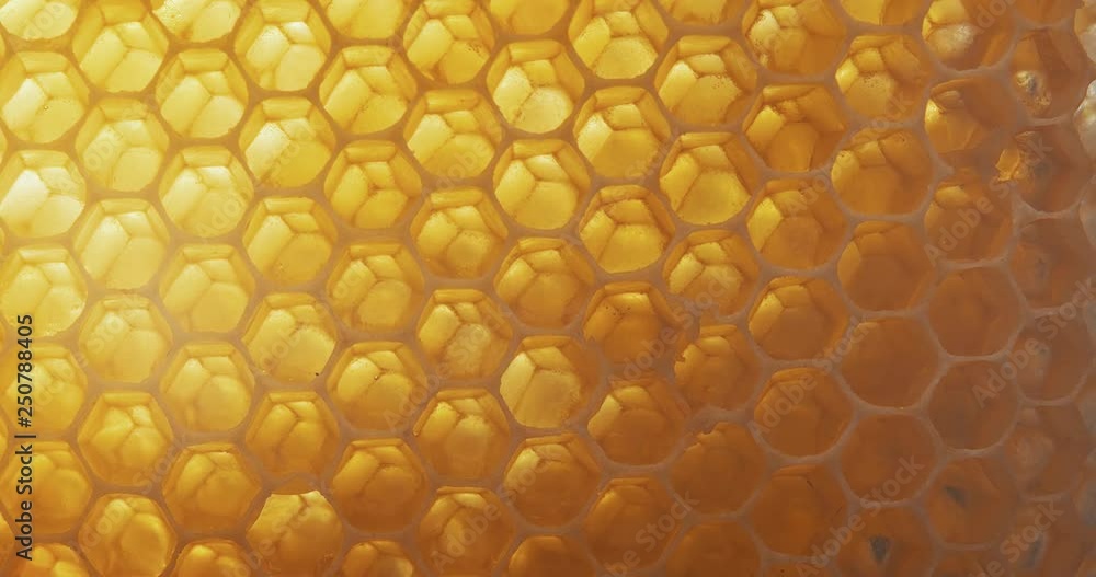 Honey comb macro Honey, bees, apiary. 4K Honey comb macro Honey, bees, apiary. 4K