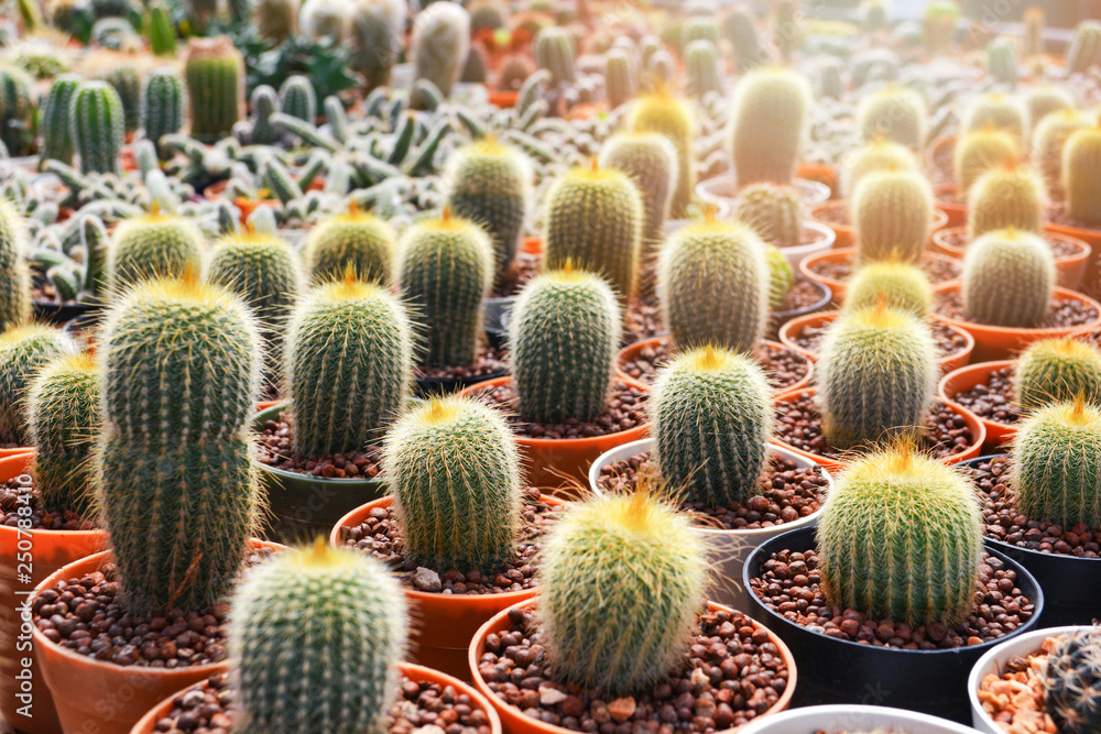 Mini cactus in pots in the garden nursery cactus farm agriculture greenhouse Mini cactus in pots in the garden nursery cactus farm agriculture greenhouse