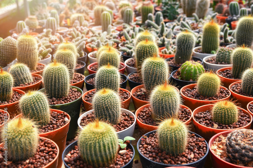 Mini cactus in pots in the garden nursery cactus farm agriculture greenhouse Mini cactus in pots in the garden nursery cactus farm agriculture greenhouse