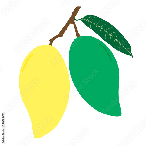 Raw and ripe mango and leaf with branch