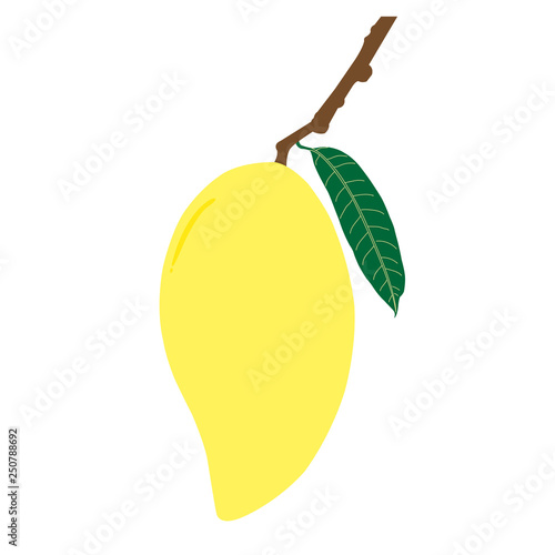 Ripe mango and leaf with branch