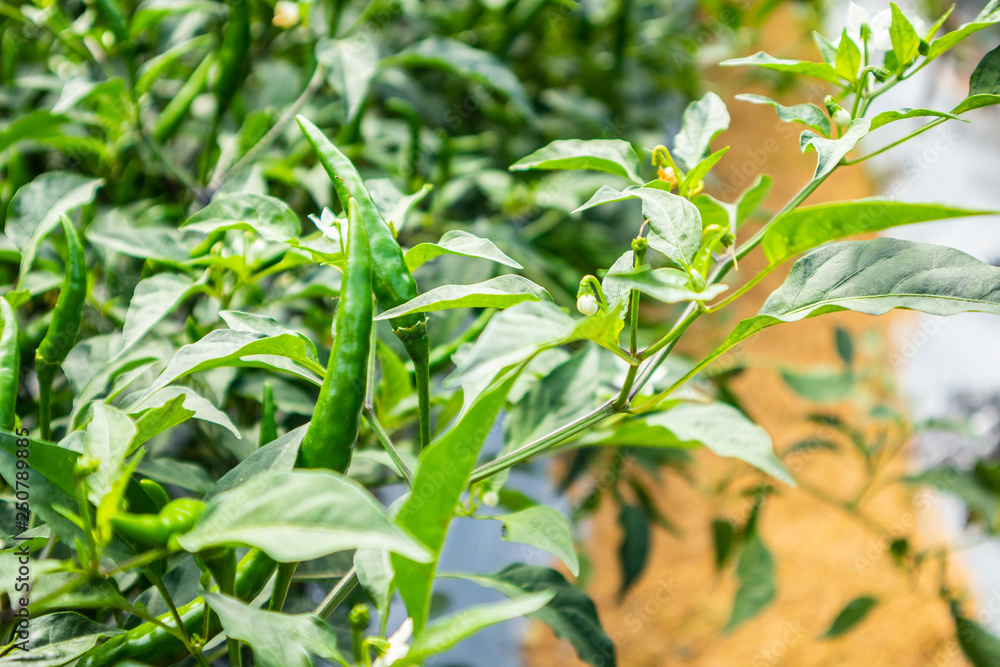 chilli peppers plant in organic garden