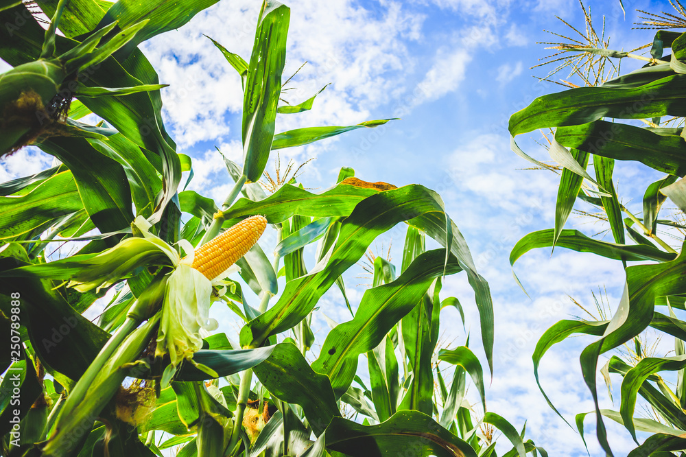 Corn cob growth in agriculture field outdoor with clouds and blue sky - obrazy, fototapety, plakaty 