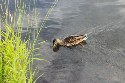 duck in the pond