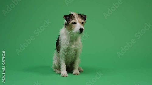 Dog on green screen background 4K - pet, puppy, animal