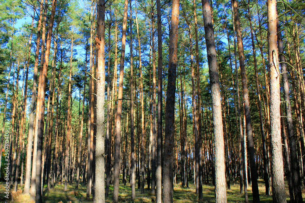 Fototapeta premium Kiefernwald mit Sonnenschein