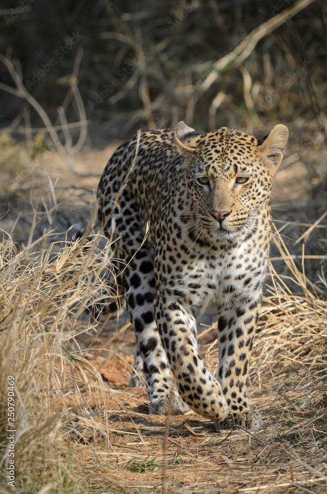 Leopard (Panthera pardus). Mpumlanga. South Africa Leopard (Panthera pardus). Mpumlanga. South Africa