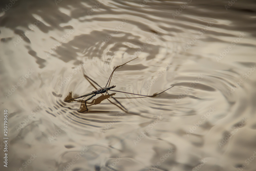 Amazing water skipper bugs floating on the water. The Gerridae are a
