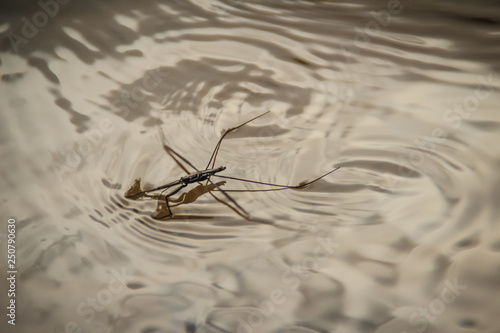 Amazing water skipper bugs floating on the water. The Gerridae are a family of insects in the order Hemiptera, commonly known as water striders, water bugs, pond skaters, water skippers, or jesus bugs photo