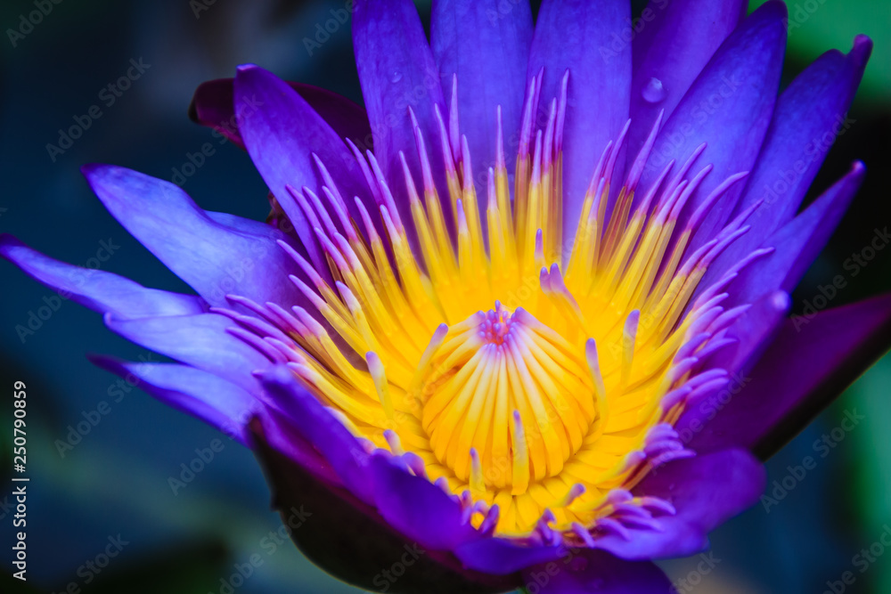 Close up hybrid purple lotus flower ‘King of Siam’, a tropical waterlily which was created in Thailand, King of Siam features deep violet blooms with a yellow center. Close up hybrid purple lotus flower ‘King of Siam’, a tropical waterlily which was created in Thailand, King of Siam features deep violet blooms with a yellow center.
