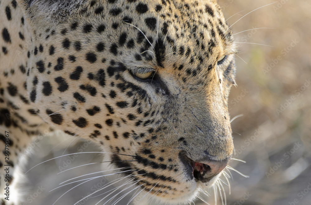 Fototapeta premium Leopard (Panthera pardus). Mpumlanga. South Africa