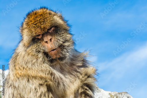 Barbary monkey in Gibraltar