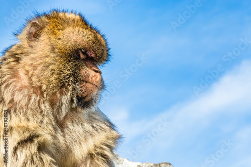 Barbary monkey in Gibraltar