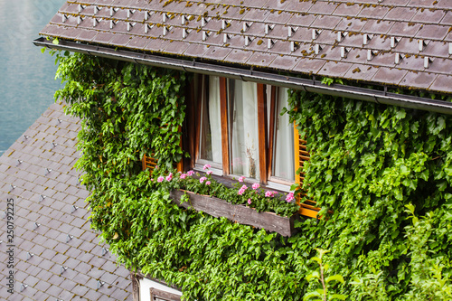 Old vintage wooden window with grape leavesin the Austrian city of Halltatt photo