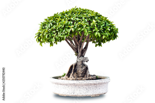 bonsai tree lsolated on white background