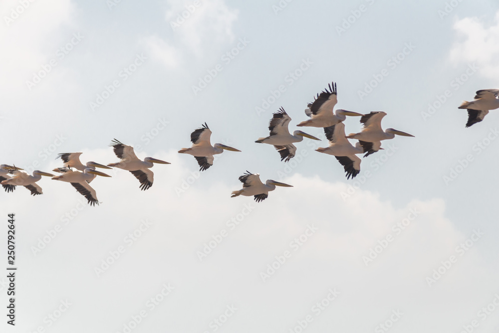 Fototapeta premium Pelican migration at Emek Hefer
